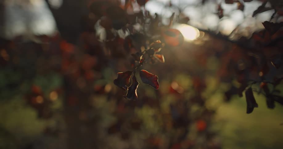 Close up of a tree with grass on the ground and sunlight streaming through the branches