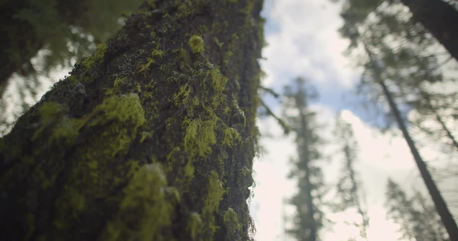Moss grows on the side of a tall tree in the forest