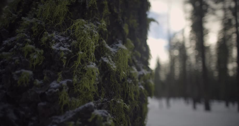 Tree covered in frozen moss in front of snowy ground and more trees with a blue sky in the distance