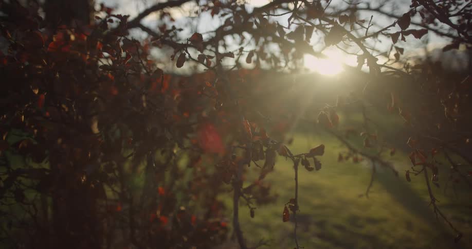 Sunset sunlight filters through the branches and red leaves of a tree in a field