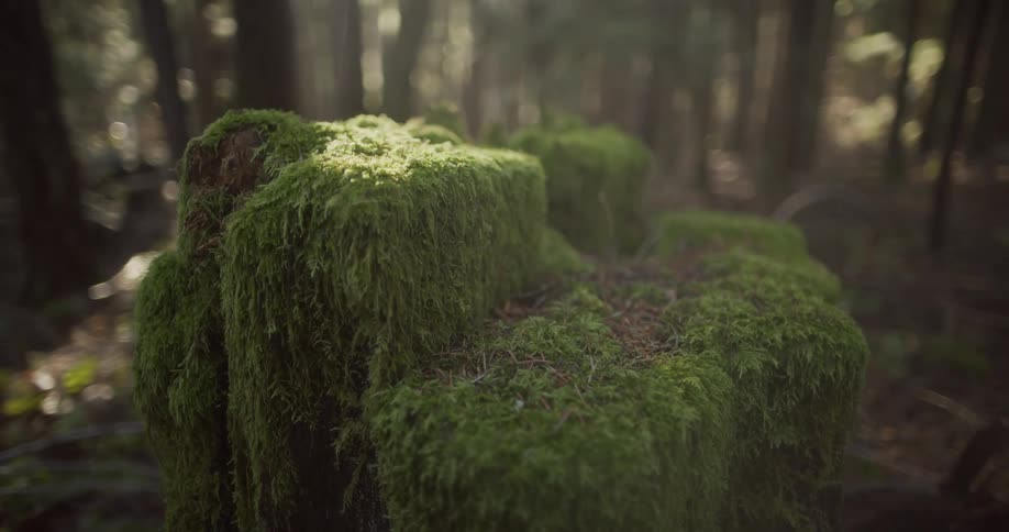 Close up of moss on a rock in a forest with sun peeking through the trees