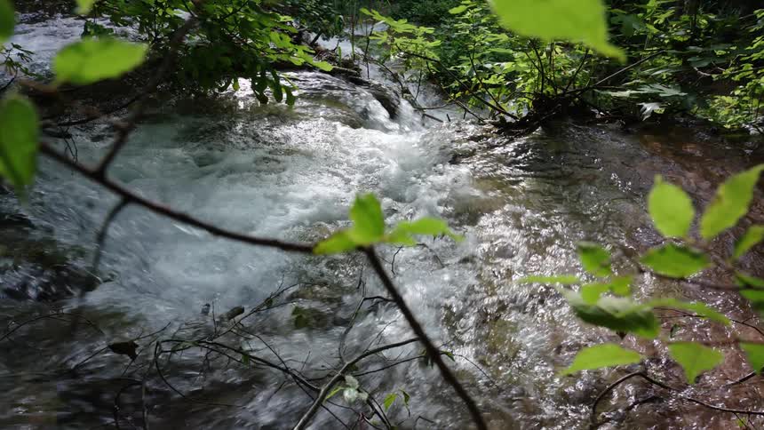 Water running down with trees and leaves with sunlight