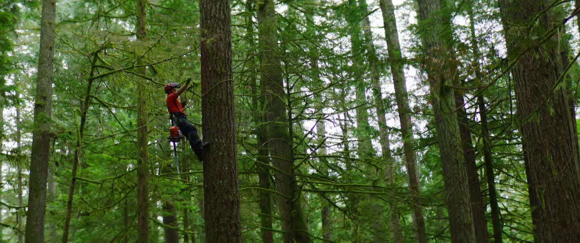 A man with a chainsaw climbing a tree using rope