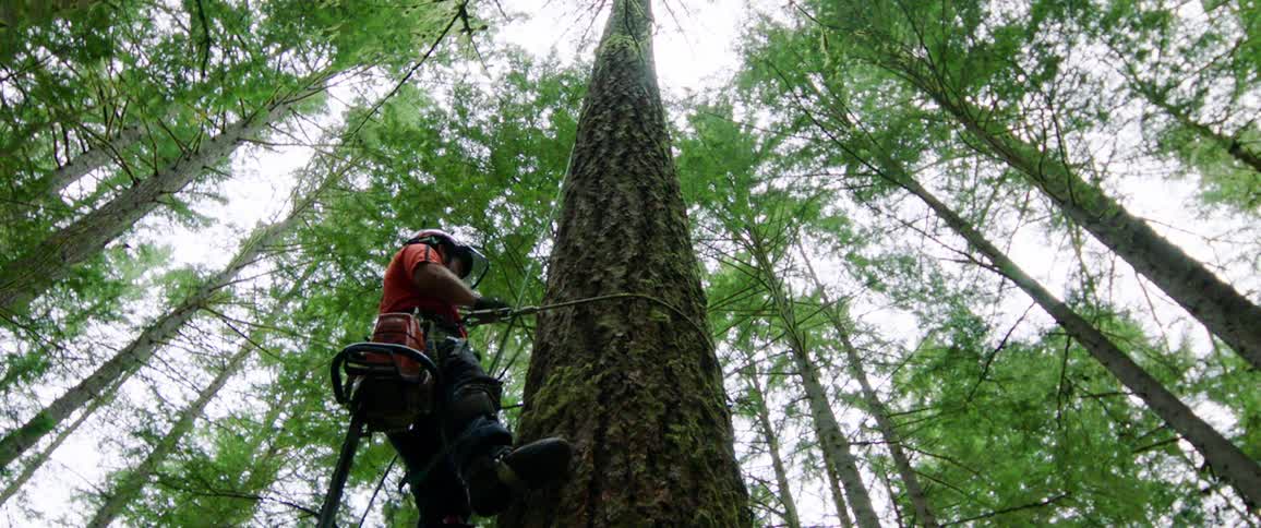 Man carrying a chain saw and wearing a helmet climbing a tree at day time in a forest