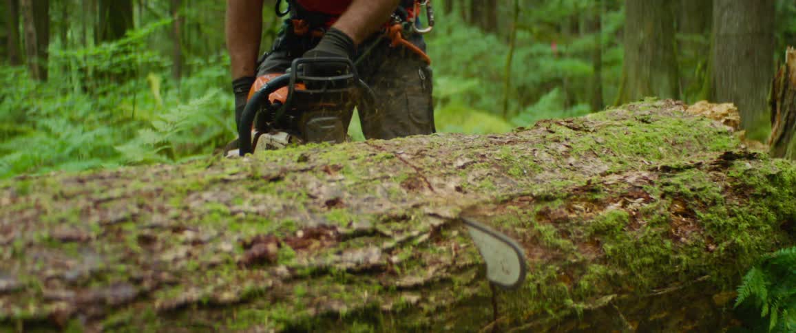 A man wearing gloves and rope harness cuts through a fallen tree trunk with a chainsaw