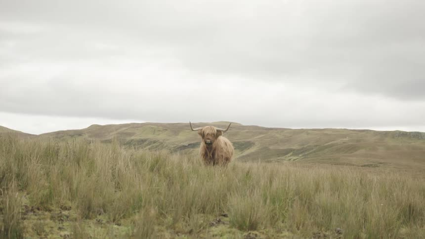 Wild life standing in a grassy field
