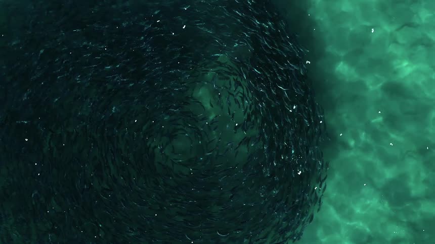 Pod of fish swimming in a circle underwater in the ocean