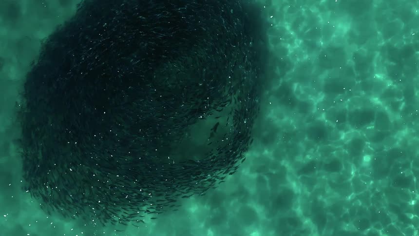 School of dark colored fish swimming in a circle in clear ocean water