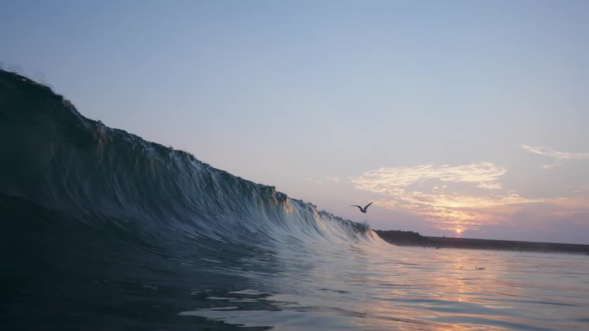 Bird flies in front of ocean wave at sunset before wave crashes down