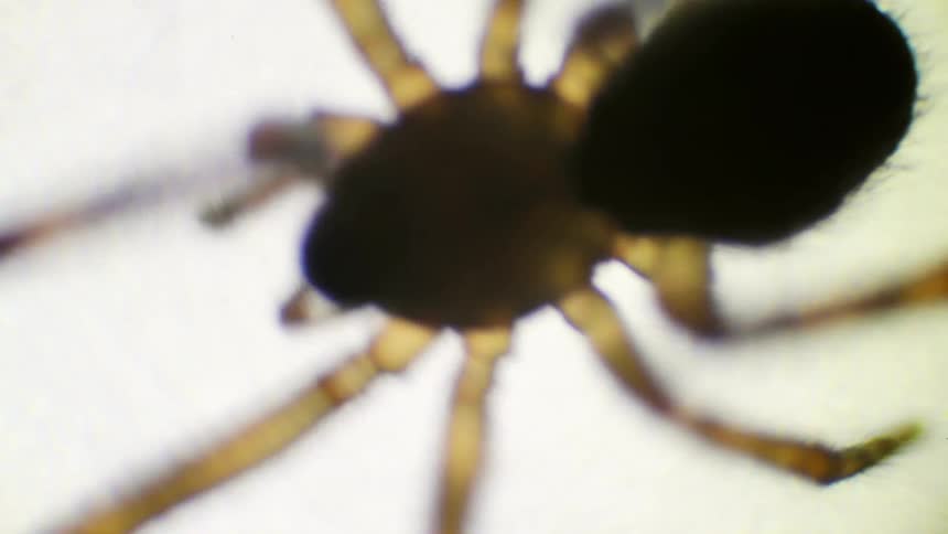 A spiders walks around