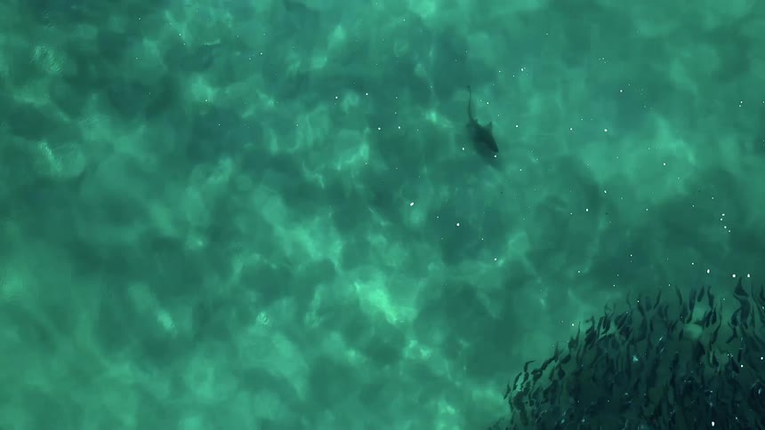 Fish swimming in the ocean