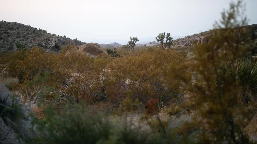 A landscape with trees and hills
