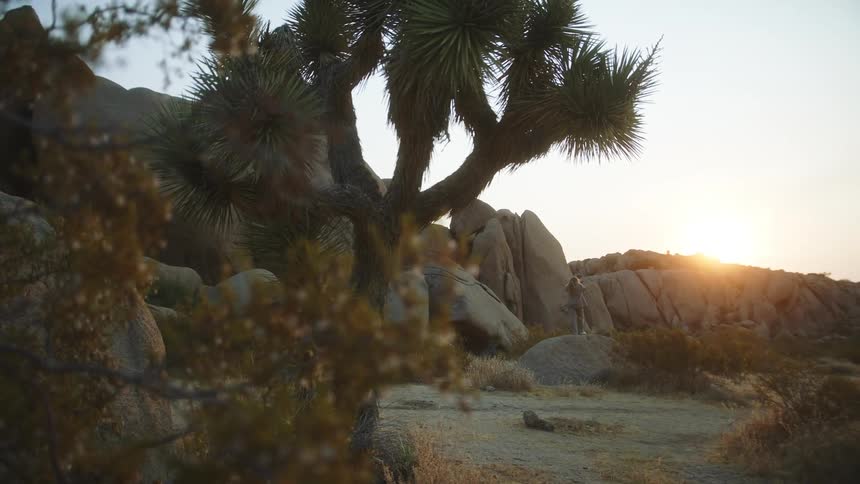 Woman standing far away on a rock looking over at a setting sun in a desert with plants and a joshua tree