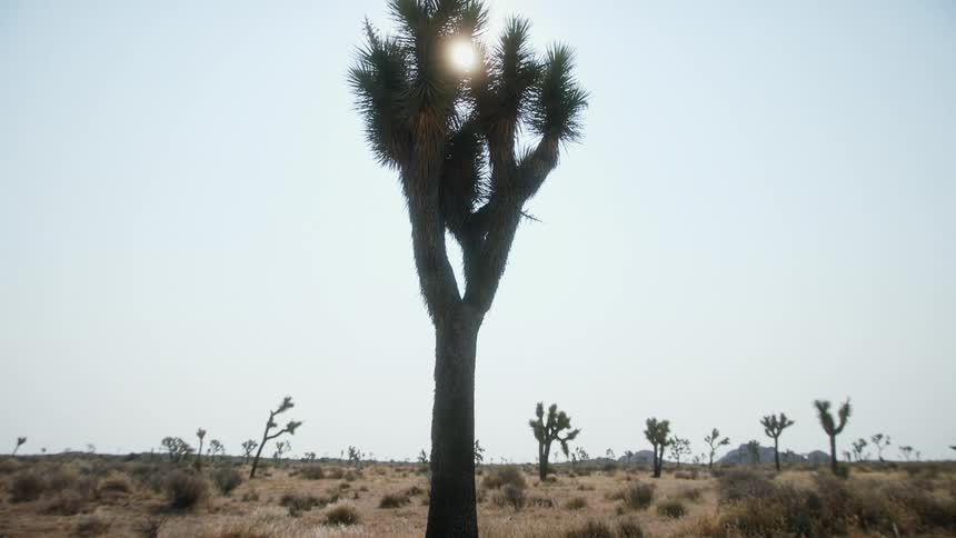 A view of a cactus in the middle of a desert