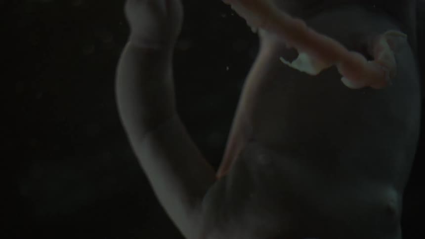 Baby inside a womb