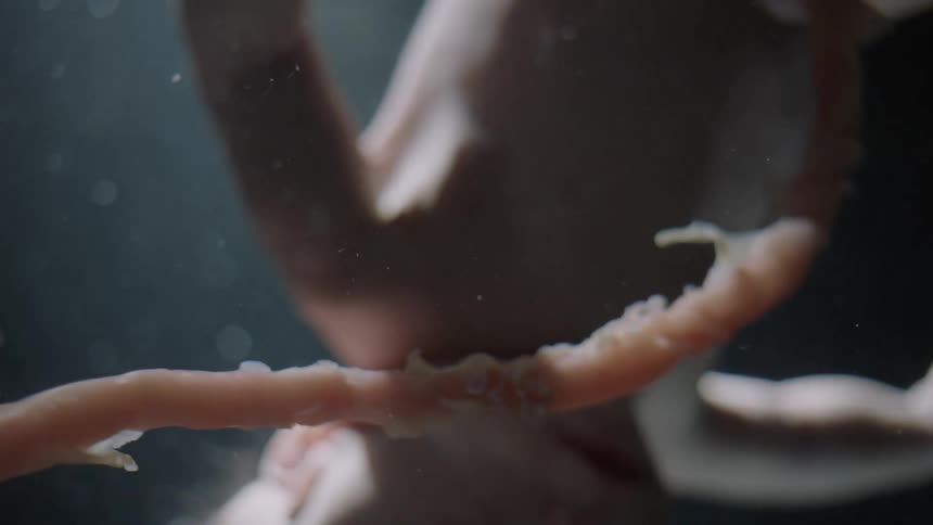 Unborn baby with the umbilical cord in the womb