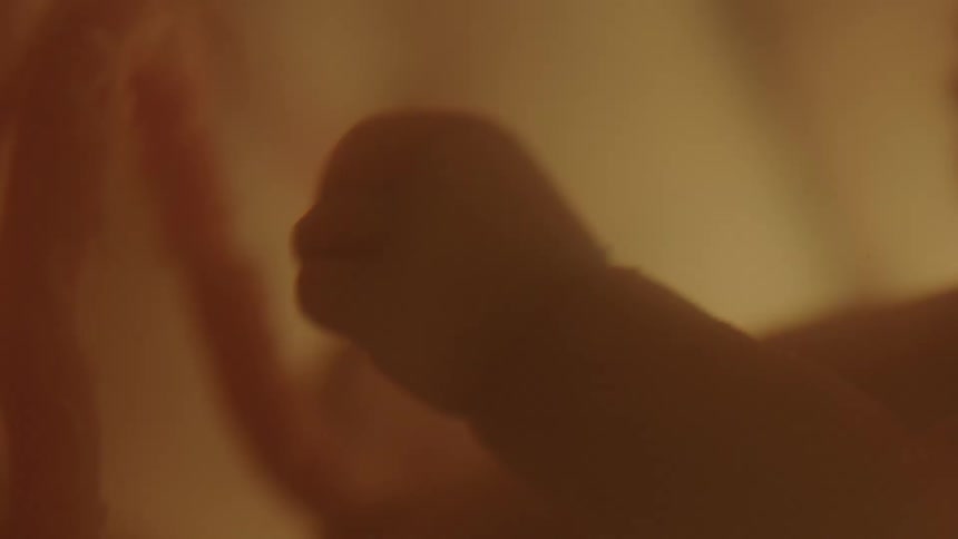 A fetus floating in utero