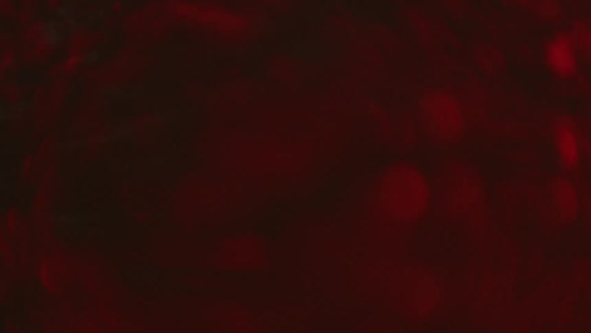 Dark red bubbling liquid