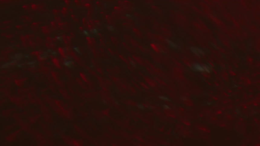 Shimmering red and pink cells rise and float in fluid