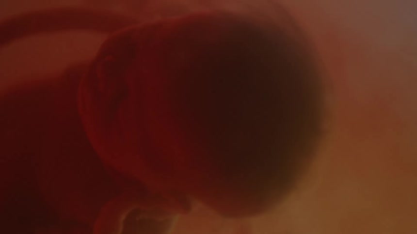 A fetus floating in utero