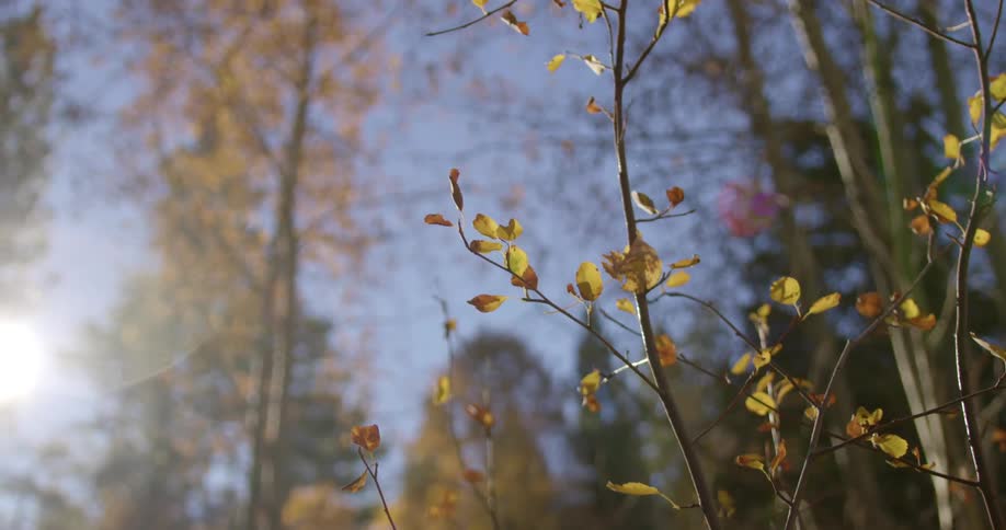 The sun is shining through the forest