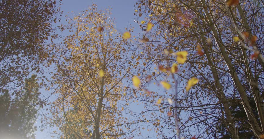 Trees with branches and yellow leaves with the sky and clouds in the background