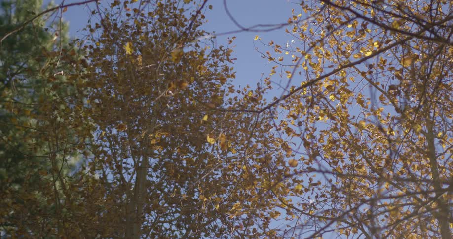 Leaves falling from trees on a clear fall day