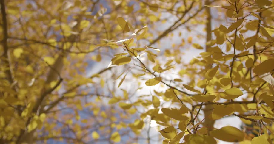 Leaves are covering the forest trees