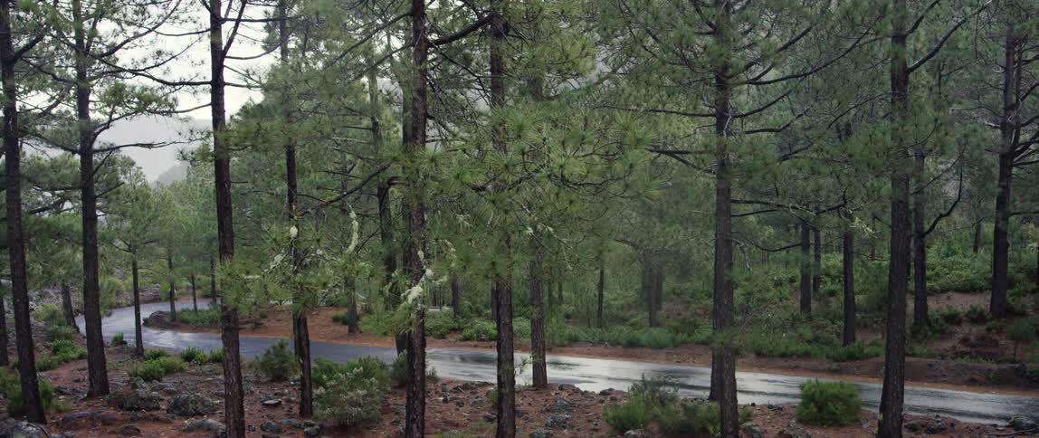 it rains on a scenic forest road