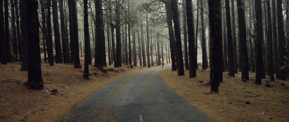 A cyclist riding through a tree lined path in the woods