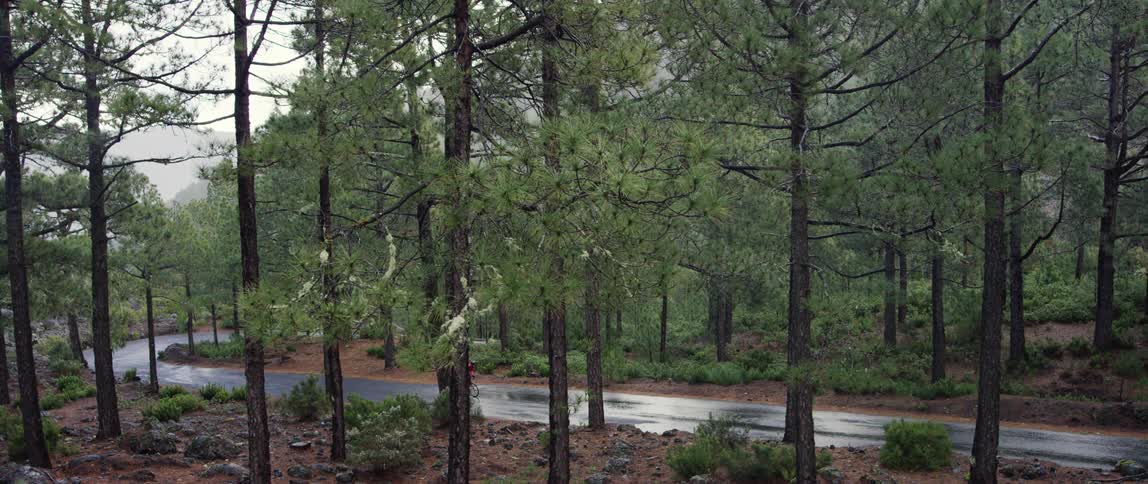 Cyclist rides a bicycle on a road through the woods uphill under the rain
