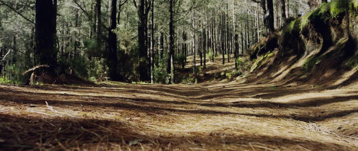 push in low angle shot of a sunny forest path with trees all around