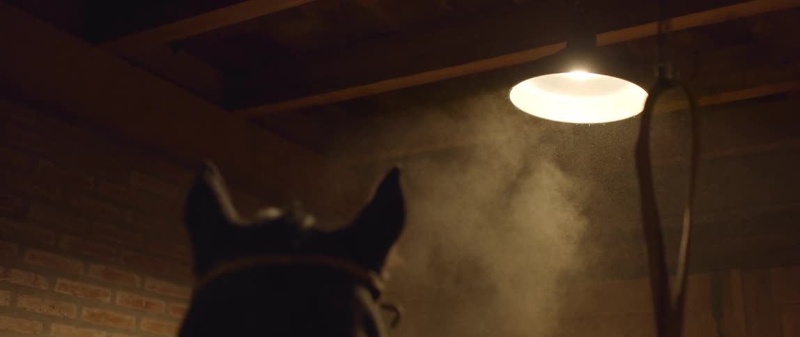 Close up of a horse in a stable
