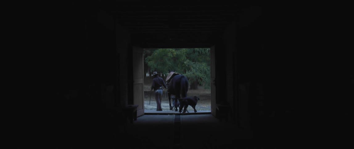 A man wearing chaps and cowboy hat leads a horse out of a barn to a yard with three dogs dancing around