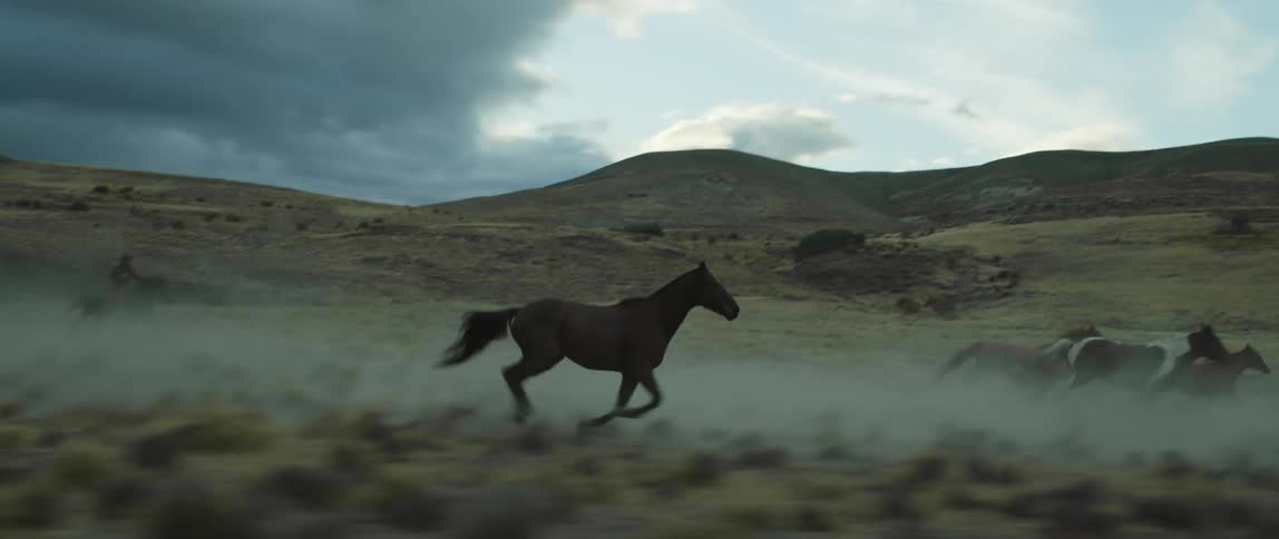 Herd of horses kicking dust galloping on the grassland plains at sunset