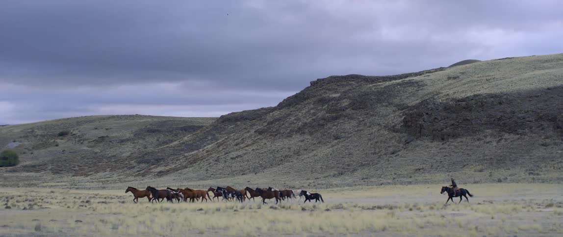 A man herds horses across a field