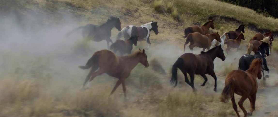 A herd of wild horses galloping over grass in a field