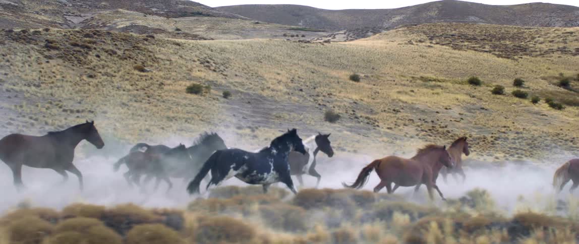 Horses are running outdoors in a rural area