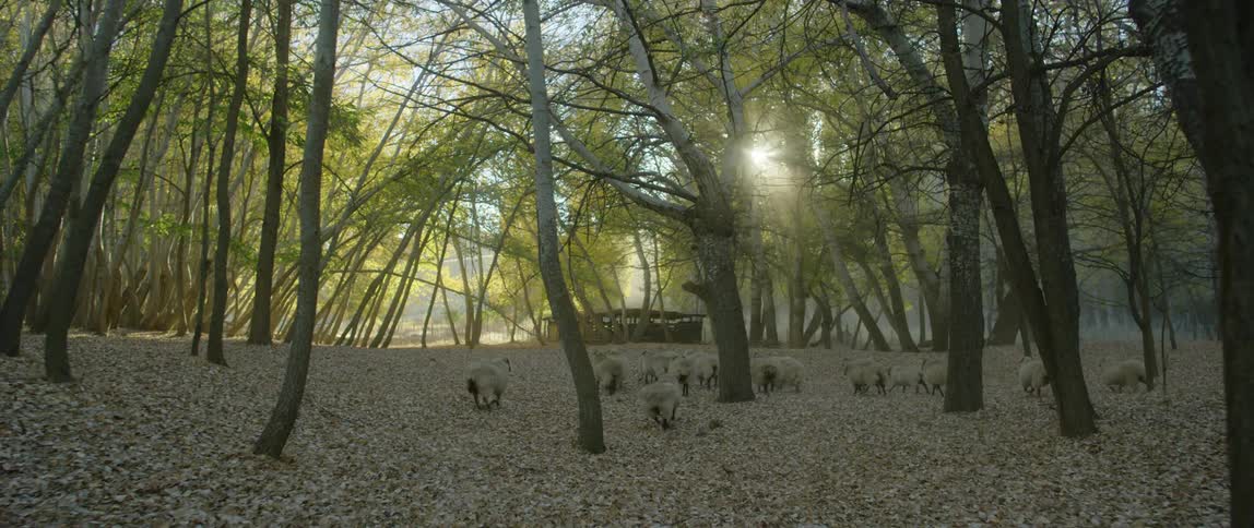 A group of animals are running in a forest at daytime