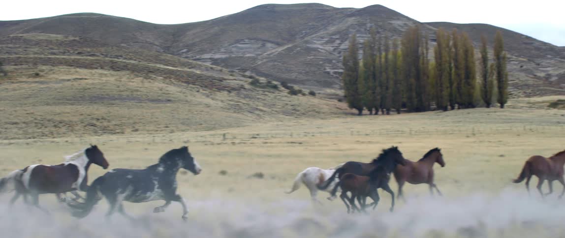 Horses are running outdoors in a rural area