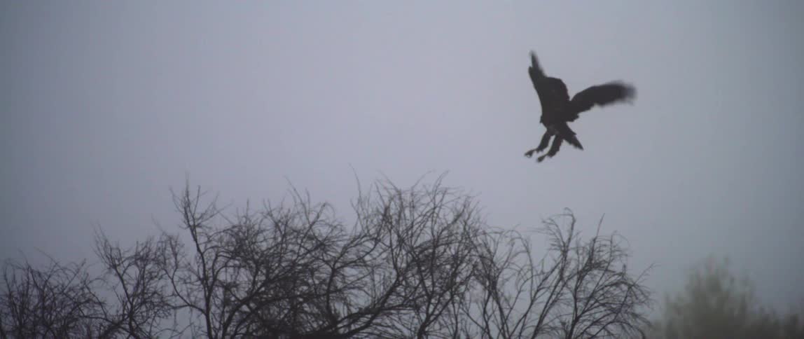 Eagle flying above trees in wooded area