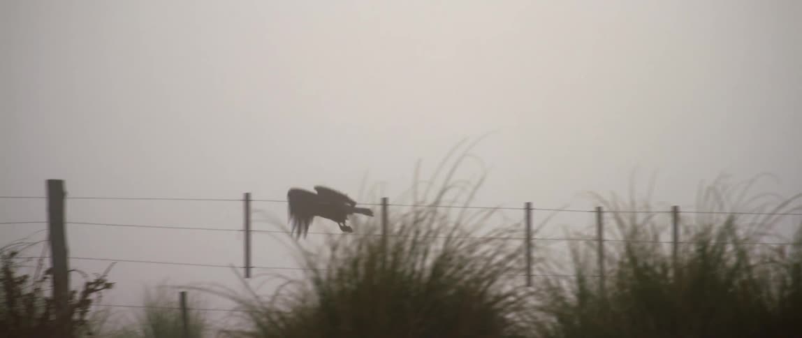 Bird of prey perched on top of fence post flies parallel to wire fencing