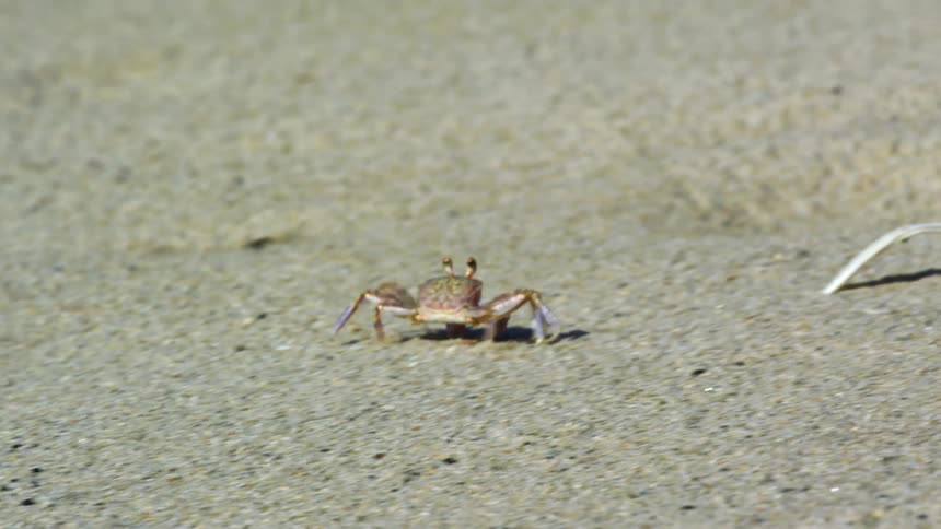 A small fiddler crab quickly scurries across a sandy beach past a discarded plastic fork