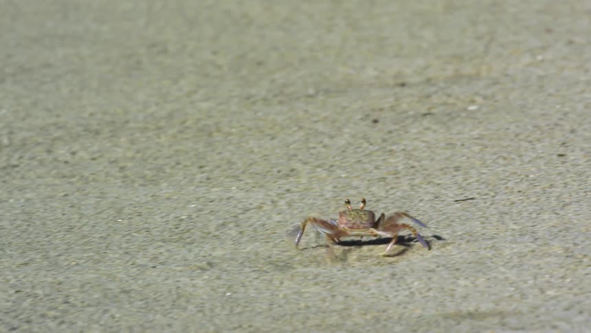 A crab is crawling on the beach