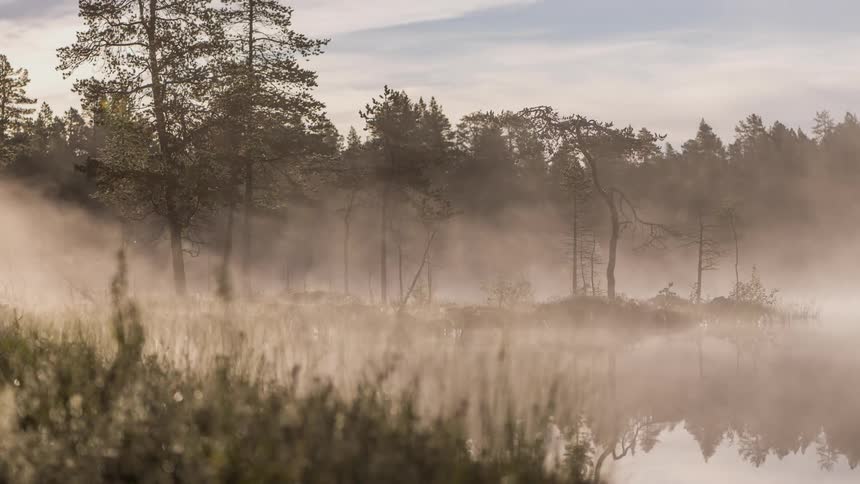 Morning fog rising from a wilderness pond