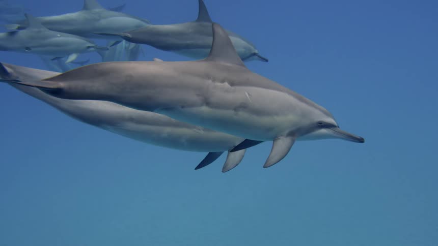 Underwater footage of a pod of dolphins swimming in the blue ocean waters