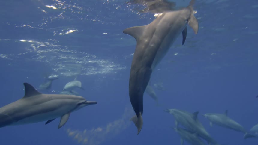 Underwater footage of a pod of dolphins swimming in the blue ocean waters