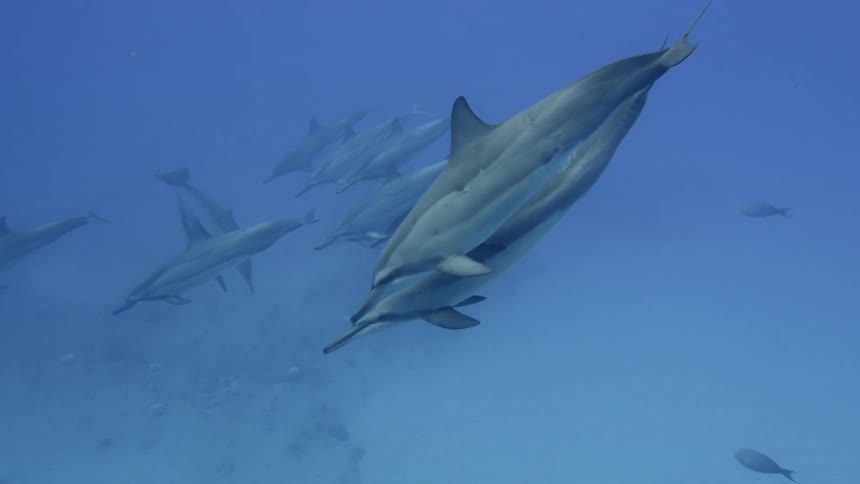 Dolphins swimming in deep blue ocean water