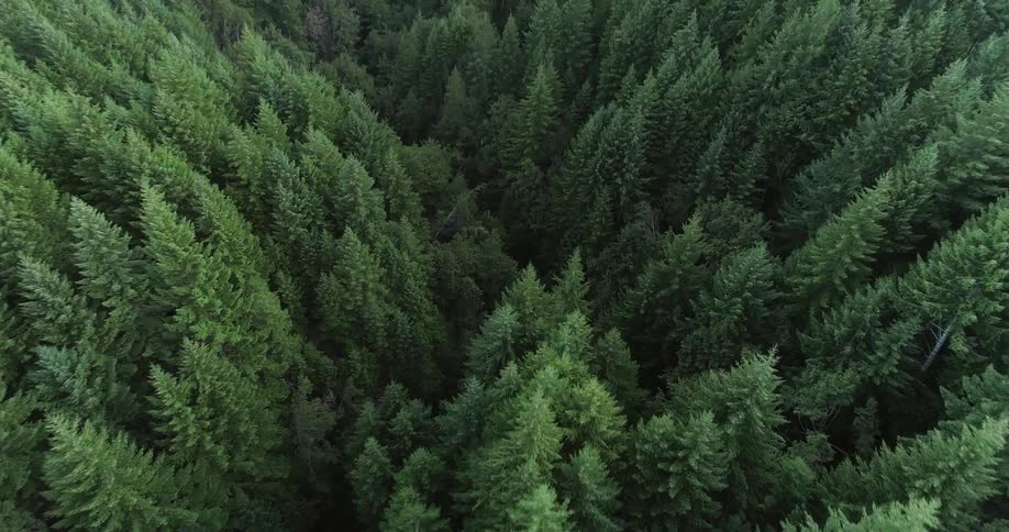 An aerial shot of a green forest during daylight