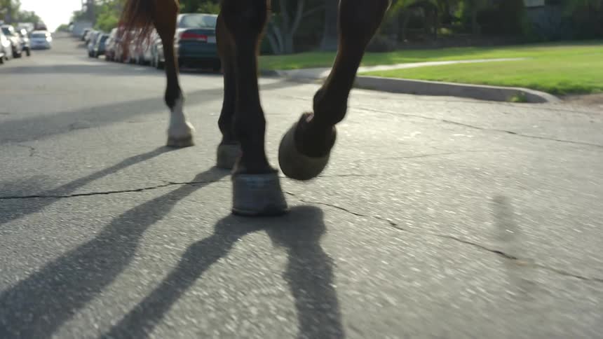 A horse is walking down a neighborhood street with cars parked on the side of the road during the day